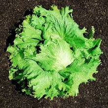 Load image into Gallery viewer, Heirloom Organic Great Lakes 118 Lettuce Seeds

