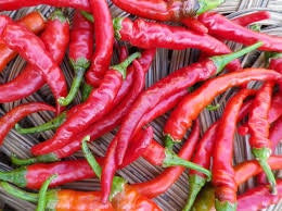 Heirloom Organic Cayenne Hot Pepper Seeds