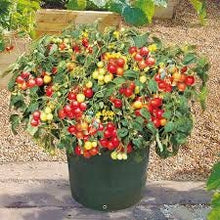Load image into Gallery viewer, Heirloom Organic Heirloom Organic Tumbler Tomato Seeds (The Best Tomato On Earth For Hanging Baskets)
