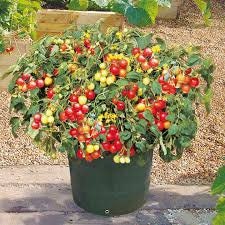 Heirloom Organic Heirloom Organic Tumbler Tomato Seeds (The Best Tomato On Earth For Hanging Baskets)