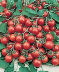 Heirloom Organic Heirloom Organic Tumbler Tomato Seeds (The Best Tomato On Earth For Hanging Baskets)