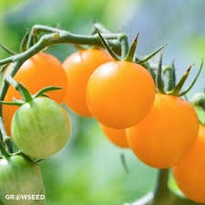 Organic Heirloom Yellow Perfection Tomato Seeds