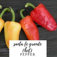 Heirloom Organic Santa Fe Hot Pepper Seeds (A.K.A. Guero Pepper, Yellow Guero Chili Pepper, Yellow Hot Chili Pepper)