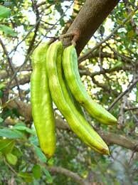 Rare Organic Carob Tree Seeds (Locust Bean Tree/ St. John's Bread Tree)