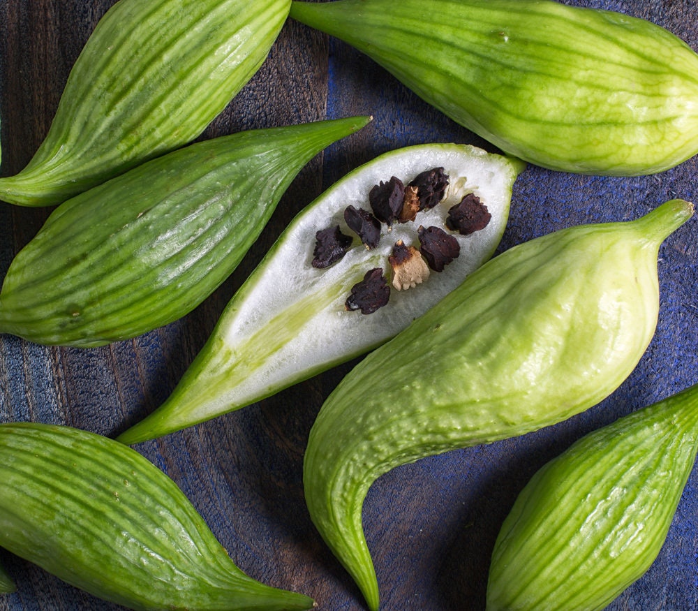 Rare Organic Heirloom Caigua Seeds (Aka Slipper Gourd, Achocha,  Cyclanthera pedata, stuffing cucumber)