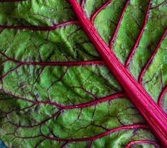 Organic Heirloom Ruby Red Swiss Chard Seeds