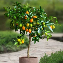 Load image into Gallery viewer, Organic Kumquat citrus tree seeds for sale
