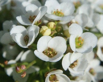 Heirloom Organic Allysum Carpet of Flowers Seeds (Butterfly Attracting Scented Ground Cover)