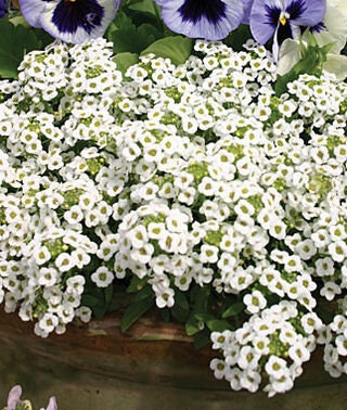 Heirloom Organic Allysum Carpet of Flowers Seeds (Butterfly Attracting Scented Ground Cover)