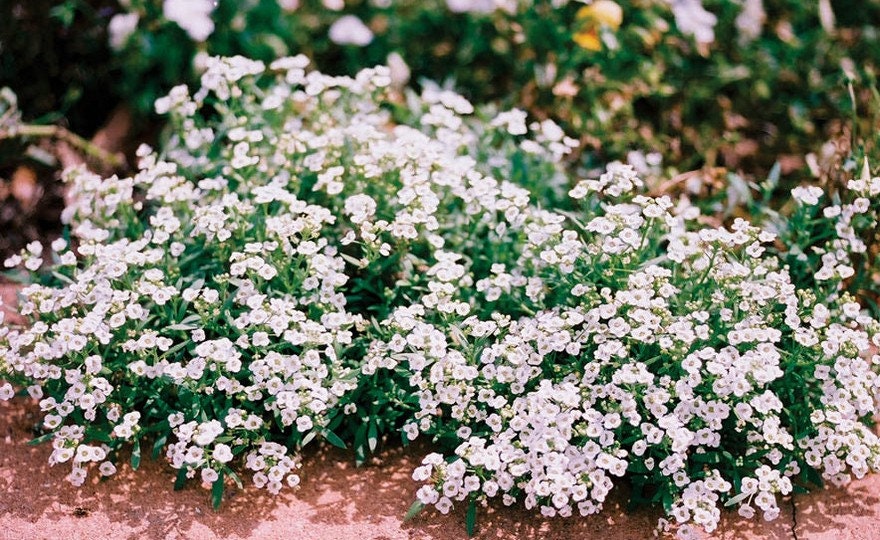 Heirloom Organic Allysum Carpet of Flowers Seeds (Butterfly Attracting Scented Ground Cover)