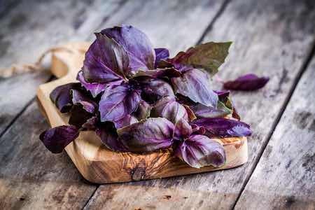 Organic Heirloom Dark Opal Basil Seeds