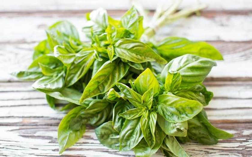 Organic Heirloom Genovese Basil Seeds