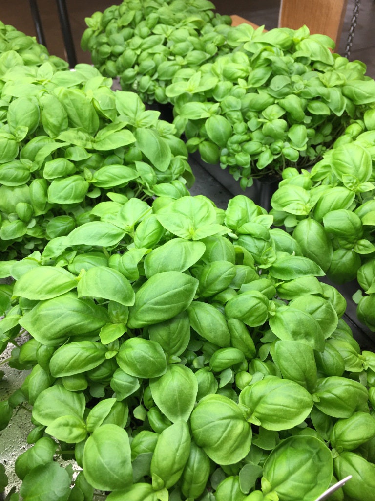 Organic Heirloom Genovese Basil Seeds