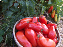 Load image into Gallery viewer, Heirloom Organic San Marzano Tomato Seeds
