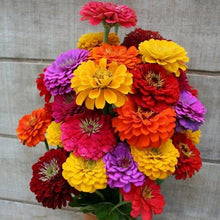 Load image into Gallery viewer, Organic Heirloom State Fair Zinnia Flower Seed Mix
