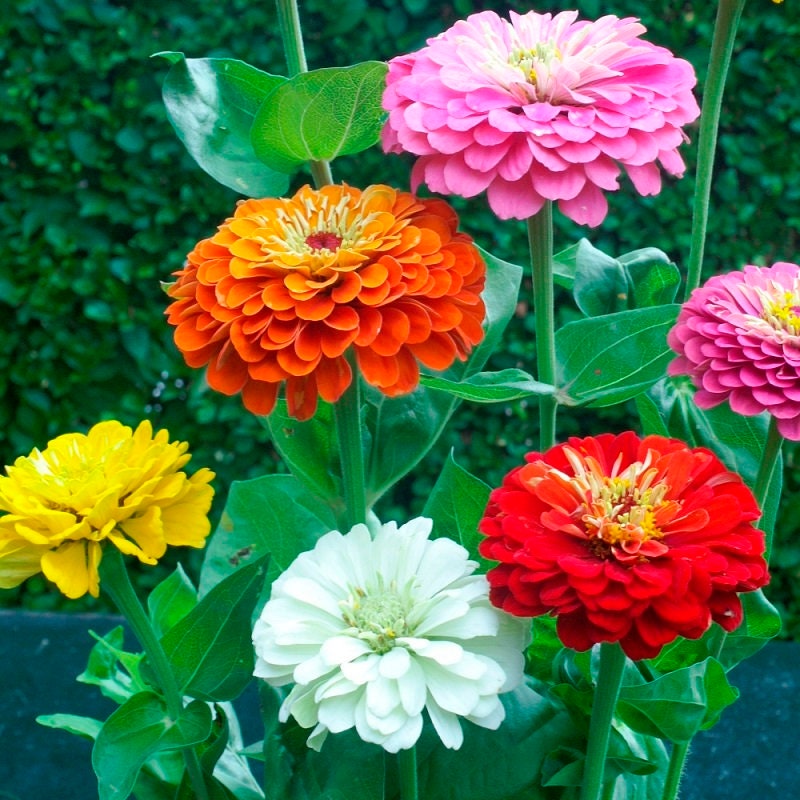 Organic Heirloom State Fair Zinnia Flower Seed Mix