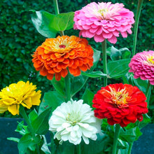 Load image into Gallery viewer, Organic Heirloom State Fair Zinnia Flower Seed Mix
