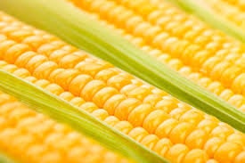 Organic Heirloom Early Golden Bantam Sweet Corn Seeds