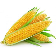 Load image into Gallery viewer, Heirloom Organic Golden Cross Bantam Sweet Corn Seeds
