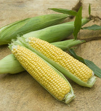 Load image into Gallery viewer, Heirloom Organic Golden Cross Bantam Sweet Corn Seeds

