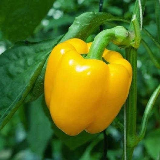 Organic Heirloom SunBright Sweet Pepper Seeds