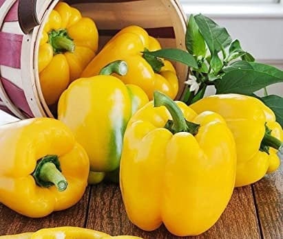 Organic Heirloom SunBright Sweet Pepper Seeds