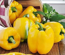 Load image into Gallery viewer, Organic Heirloom SunBright Sweet Pepper Seeds
