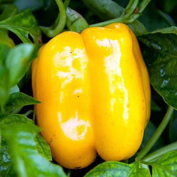 Organic Heirloom Calwonder Bell Pepper Seeds