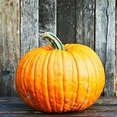 Award winning Heirloom Organic Big Max Pumpkin Seeds (Giant pumpkin variety)