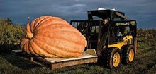 Load image into Gallery viewer, Award winning Heirloom Organic Big Max Pumpkin Seeds (Giant pumpkin variety)
