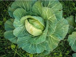 Organic Heirloom Copenhagen Early Market Cabbage Seeds