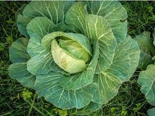Load image into Gallery viewer, Organic Heirloom Copenhagen Early Market Cabbage Seeds
