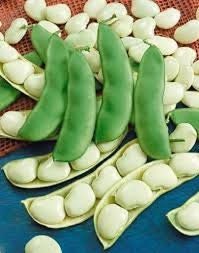 Heirloom Organic White Dixie Butterpea Bush Lima Bean seeds