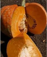 Load image into Gallery viewer, Rare Pumpkin! Heirloom Organic Amish Pie Pumpkin seeds

