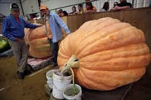Load image into Gallery viewer, Organic Dill&#39;s Atlantic GIANT Pumpkin seeds pack
