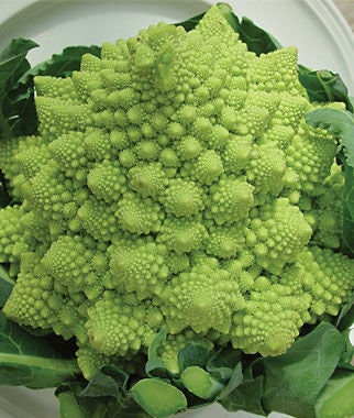 Rare Heirloom Organic Romanesco Italia Broccoli Seeds