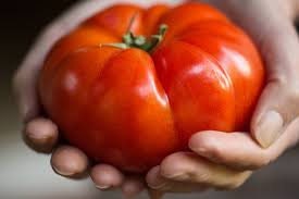 Heirloom Organic Mortgage Lifter Tomato Seeds