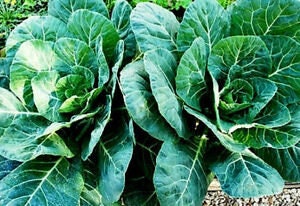 Organic Heirloom Southern Georgia Collards Seeds