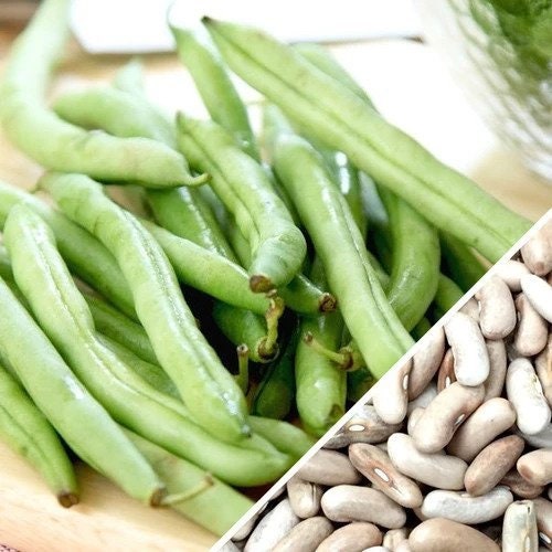 Organic Heirloom Contender Bush Bean (String Bean) Seeds