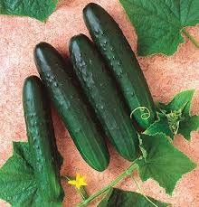 Organic Eureka Cucumber Seeds Non GMO
