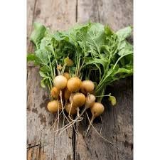 Heirloom Organic Golden Helios Radish Seeds