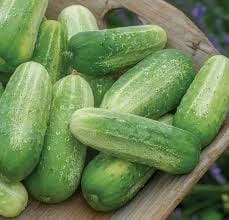 Organic Picklebush Cucumber Seeds