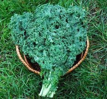 Load image into Gallery viewer, Heirloom Organic Dwarf Siberian Improved Kale Seeds
