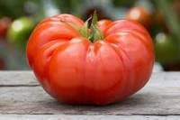Heirloom Organic Beefsteak Tomato Seeds