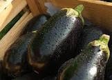 Heirloom Organic Black Moon Eggplant Seeds
