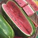 Organic Garden Leader Monster Watermelon Seeds