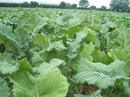 Organic Heirloom Dwarf Essex Rape Kale Seeds