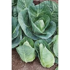 Heirloom Organic Cabbage Early Jersey Wakefield  Seeds