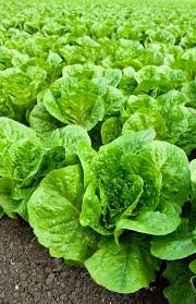 Heirloom Organic Black Seeded Simpson Lettuce Seeds