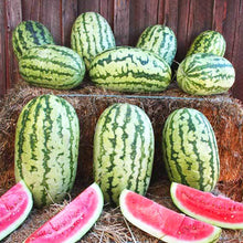 Load image into Gallery viewer, Heirloom Organic Klondike Blue Ribbon Striped Watermelon Seeds
